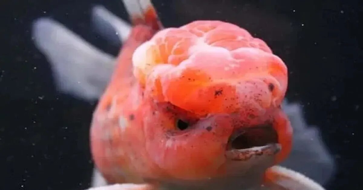 Brain fish. Золотая рыбка Оранда красная. Рыбка с мозгами. Золотая рыбка с мозгом. Рыбка с мозгами на голове.