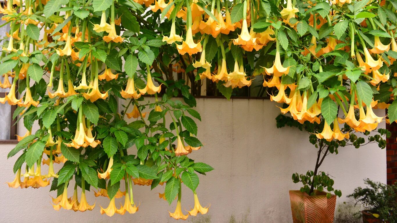 бругмансия белоснежная. бругмансия белоснежная ангельские трубы. скульптура в цветах. бругмансия датура. цветы фуксия крылья ангела.