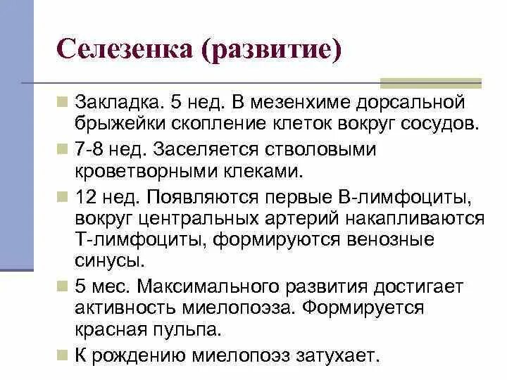 Развитие селезенки