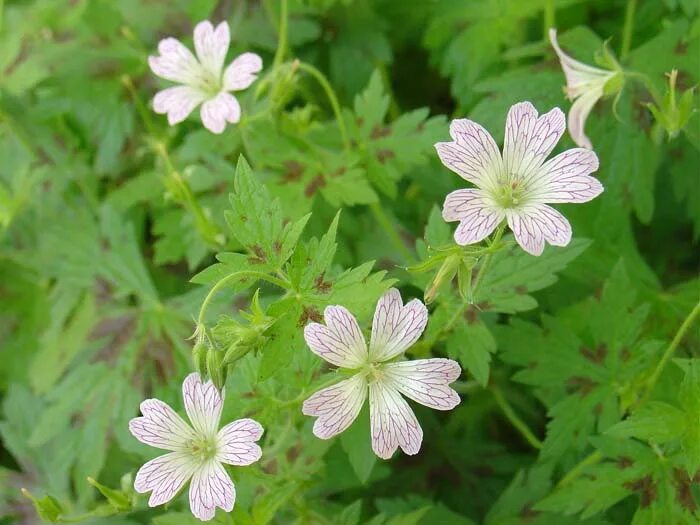 Герань оксфордская. Герань оксфордская "Tess" (Geranium oxonianum). Герань Садовая Тесс.