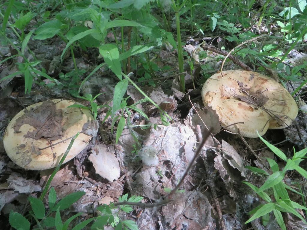 Первый грибы в подмосковье. Весенние грибы в Подмосковье съедобные. Апрельские грибы Подмосковья. Весенние грибы Подмосковья.