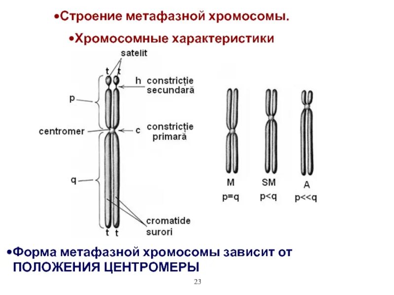 Структура 4 хромосомы. Схема строения метафазной хромосомы. структура метафазной хромосомы. строение метафазной хромосомы. строение метафазной хромосомы центромеры.