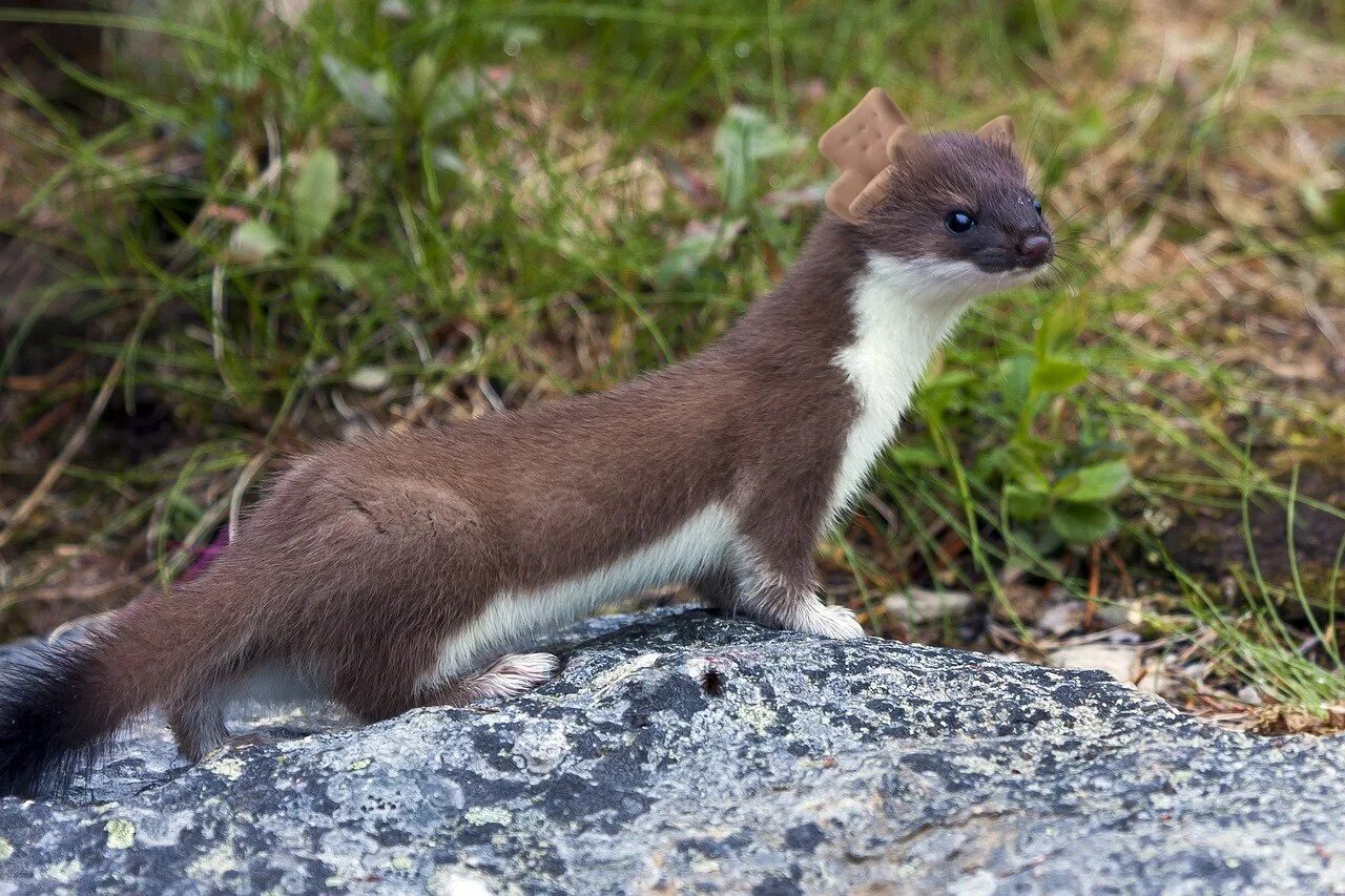 Куница соболь ласка норка. Ласка (mustela nivalis). Покажи зверька ласку. Ласка mustela nivalis linnaeus, 1766 ареал. Покажи зверька ласку.