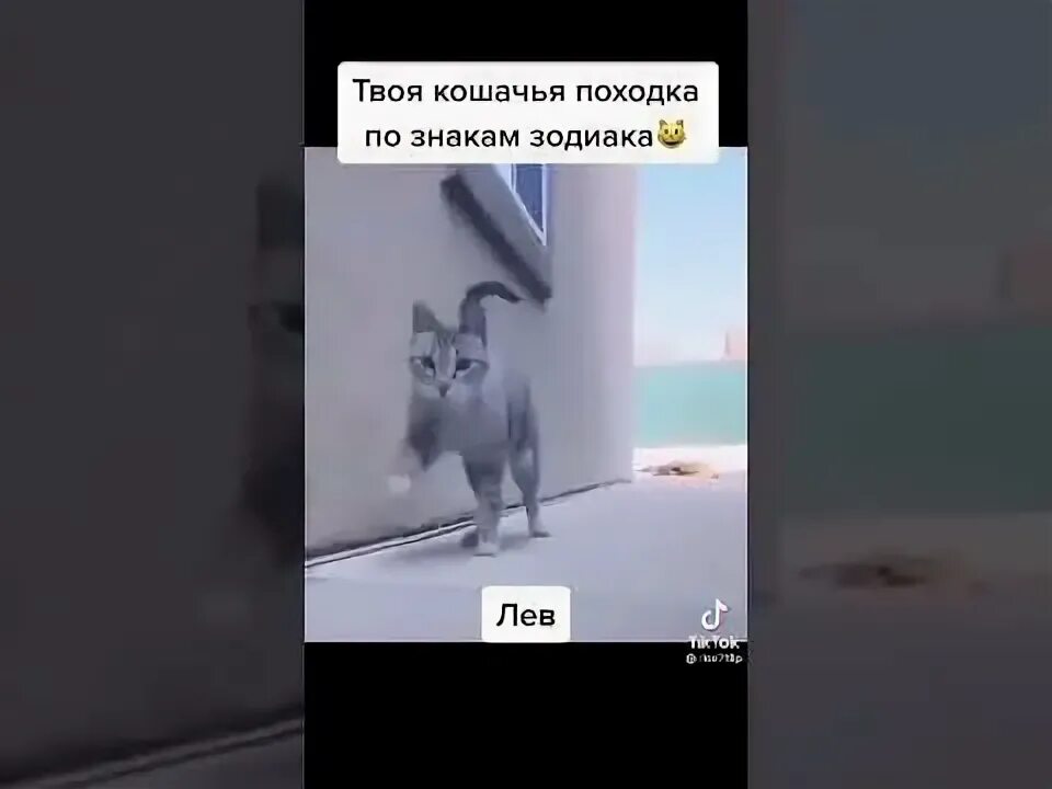 Песня твоя кошка. Он она и кошка. Твоя кошечка. Тест про кошек. Тест про кошек.