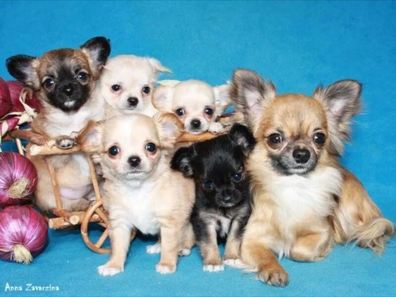 Собачья свадьба. Спаривание чихуахуа. Петля у чихуахуа для вязки. Вязка у собак чихуахуа. Вязка у собак чихуахуа.