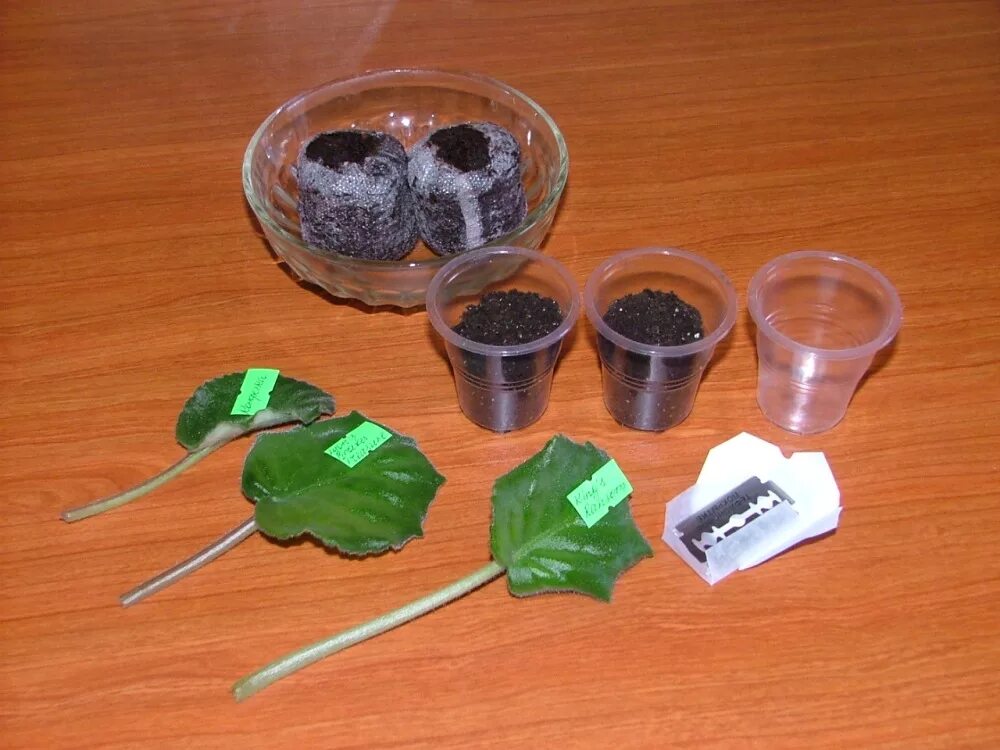 горшок для фиалки размер какой нужен. черенкование фиалки листом. укорененный лист фиалки с детками. фиалки в горшке отростки. черенкование фиалки листом.