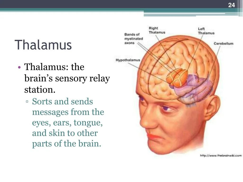 The Human Brain ppt. Using the Brain ppt.