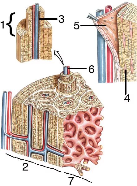 Гаверсов канал остеона гистология. Строение остеона. Формирование остеона. Где располагается Остеон. Остеон 2