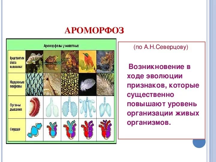 Ароморфоз крупные изменения в строении. Ароморфозы. Ароморфозы растений и животных. Ароморфозы грибов. Ароморфоз это в биологии.