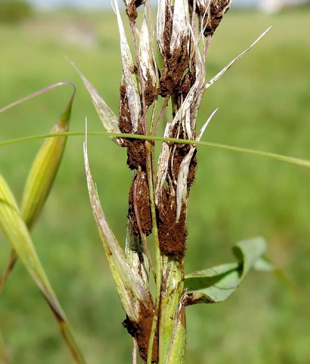 Головня овес. Пыльная Головня овса. Пыльная Головня (Ustilago tritici). Ustilago avenae овес. Ustilago avenae.