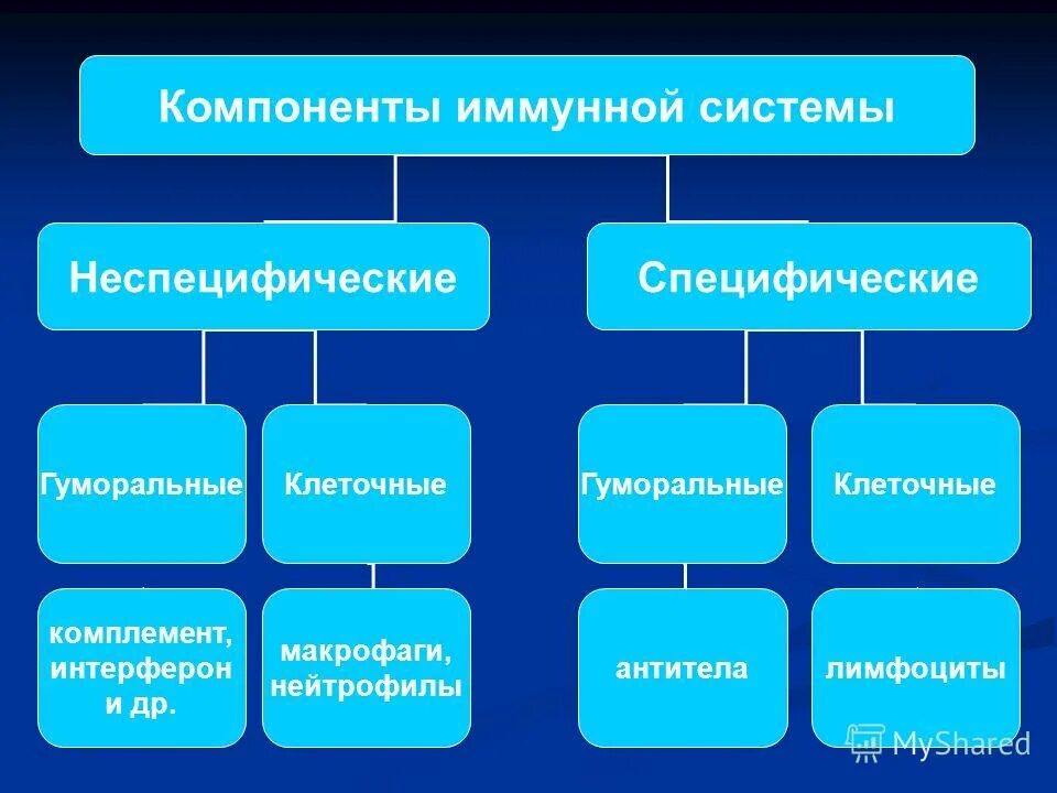 клеточный компонент иммунной системы. компоненты иммунной системы. гуморальные компоненты врожденного иммунитета. иммунный компонент. иммунный компонент.