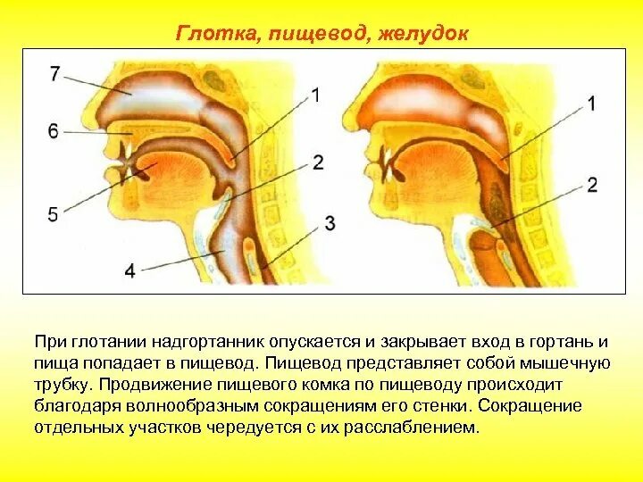 Глотка переходит в пищевод. Пищеварительная поверхность надгортанника содержит. Строение надгортанника и пищевода. Надгортанник строение. Продвижение пищевого комка по пищеводу.