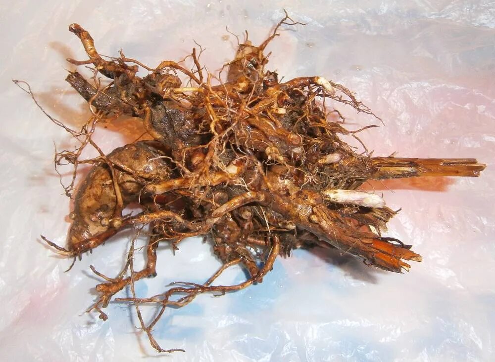 Корни растений. Корень рз. Корень рз. Valeriana officinalis сырье. Полынь горькая корень.