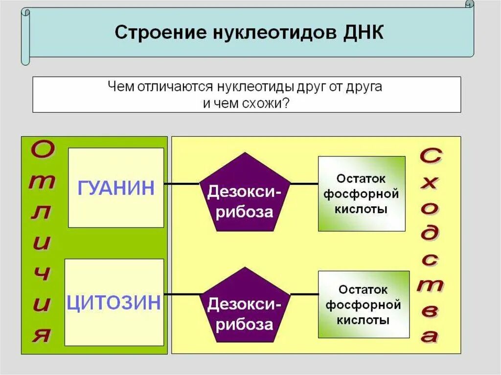 Что входит в состав нуклеотида рнк. Строение нуклеотида днк. строение нуклеотида. чем отличается нуклеотиды днк друг от друга. нуклеотиды днк отличаются.