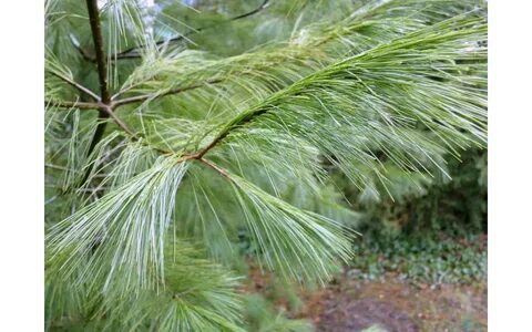 Pinus strobus