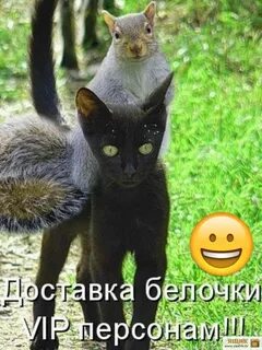 Животные с прикольными надписями