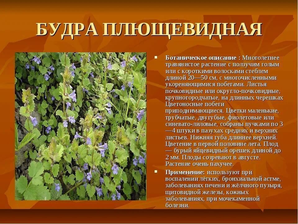 Как растения используют другие растения