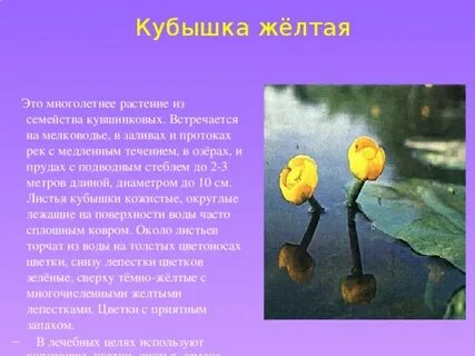 Приложение кубышка