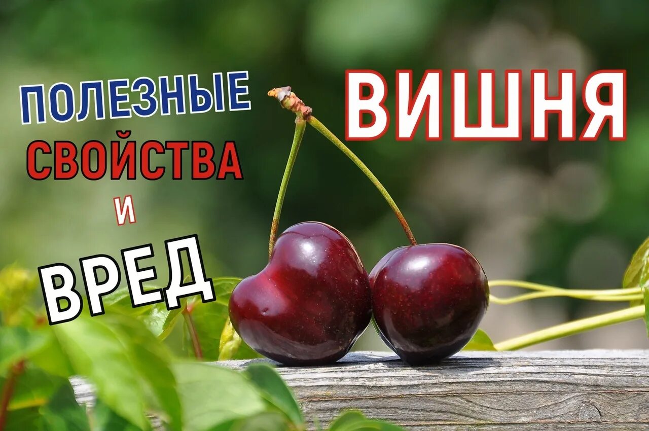 Польза черешни. Чем полезна вишня. Что полезного в черешне. Вредная вишня. Чем полезна вишня для организма.