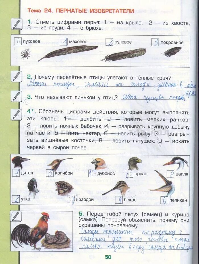 Окружающий мир 2 стр 50. Окружающий мир 1 класс птицы рабочая. Окруж мир 3 кл рабочая тетрадь стр 50. Гдз окружающий мир 3 класс рабочая тетрадь 1 часть стр 50. Стр 50 окружающий мир 3 класс р т.