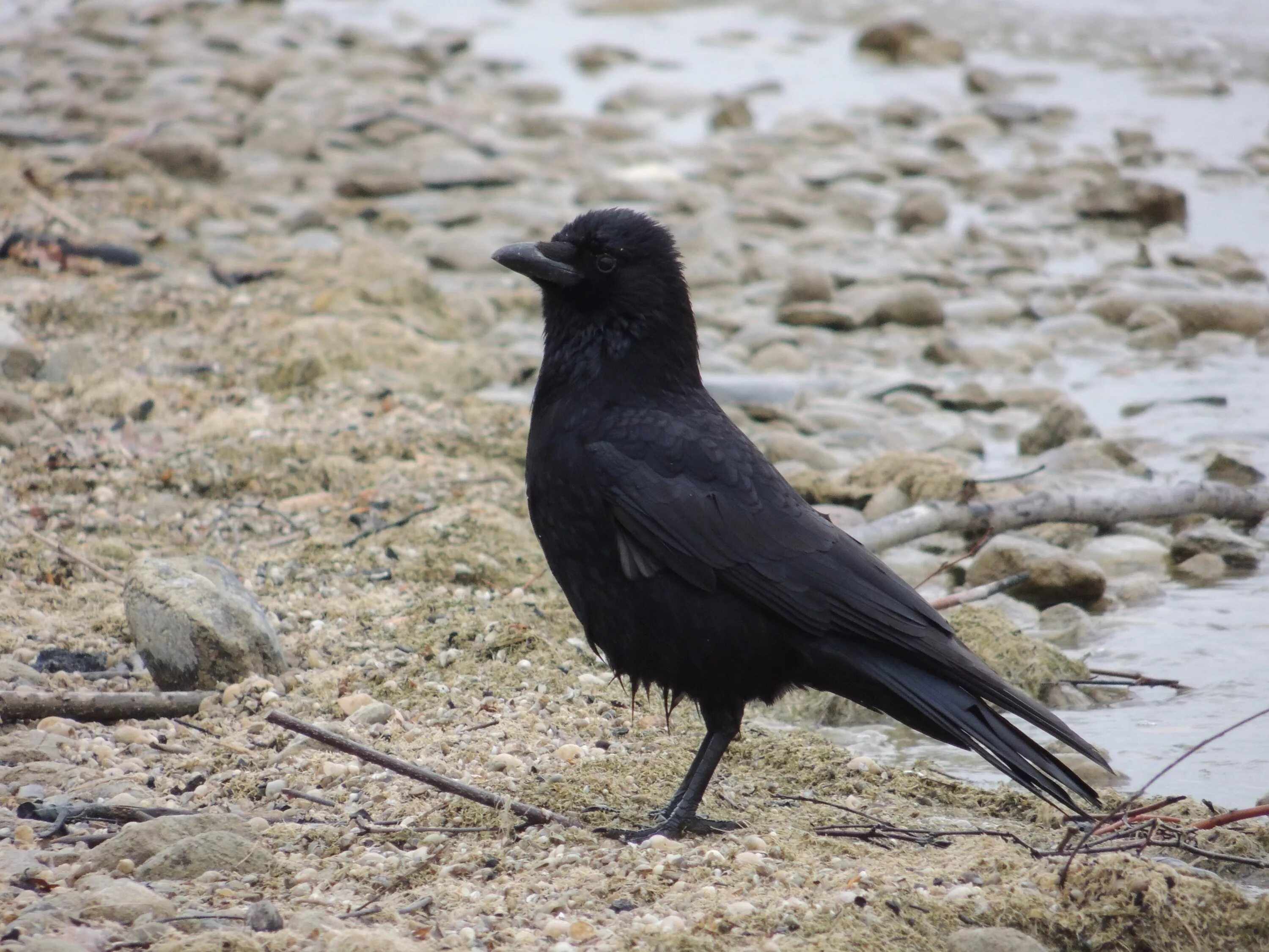 Черная птица. Маленькая черная птичка. Маленькая черная птичка с черным клювом. Птица похожая на ворону.