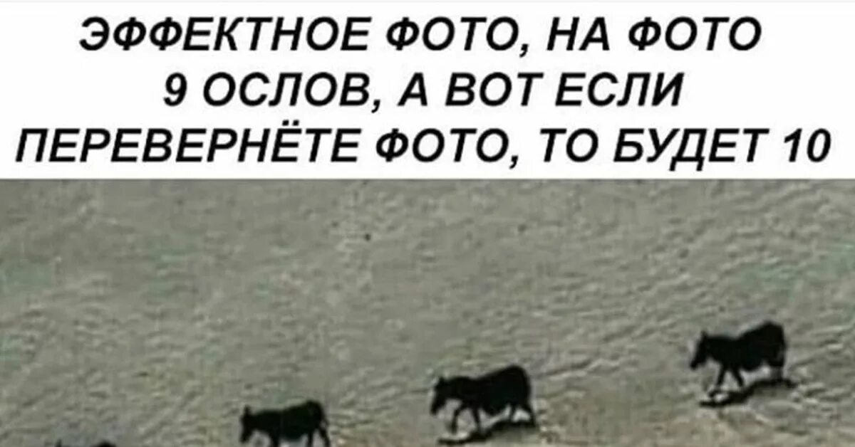 Девять осликов. Три ослика перевернуть. Прикол про 9 ослов. Картинка с 9 ослами. На фото 9 ослов.