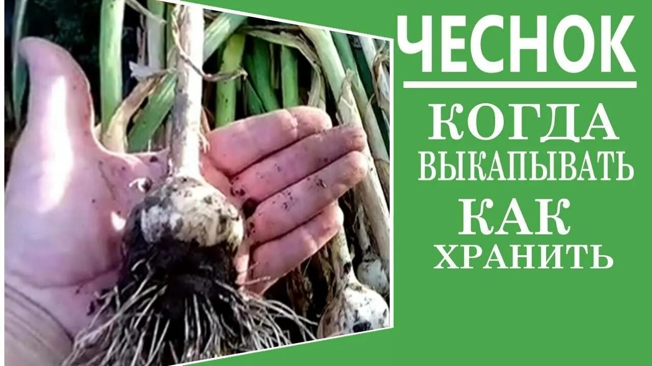 Чеснок надо мыть после уборки на хранение. Выкапывание чеснока. как выкапывать чеснок. копаем чеснок. когда выкапывать чеснок.
