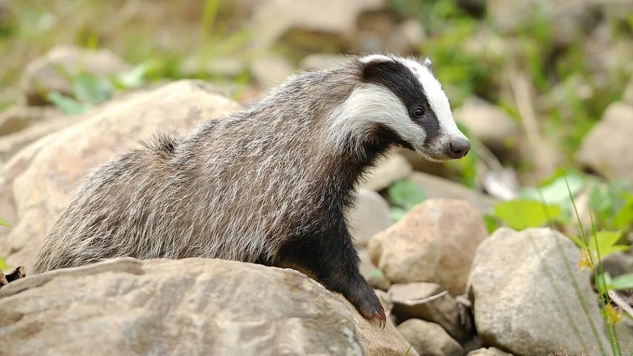 Барсук в татарстане. Европейский барсук. Барсук хвалынский заповедник. Барсук в ленинградской области. Барсук в краснодарском крае.