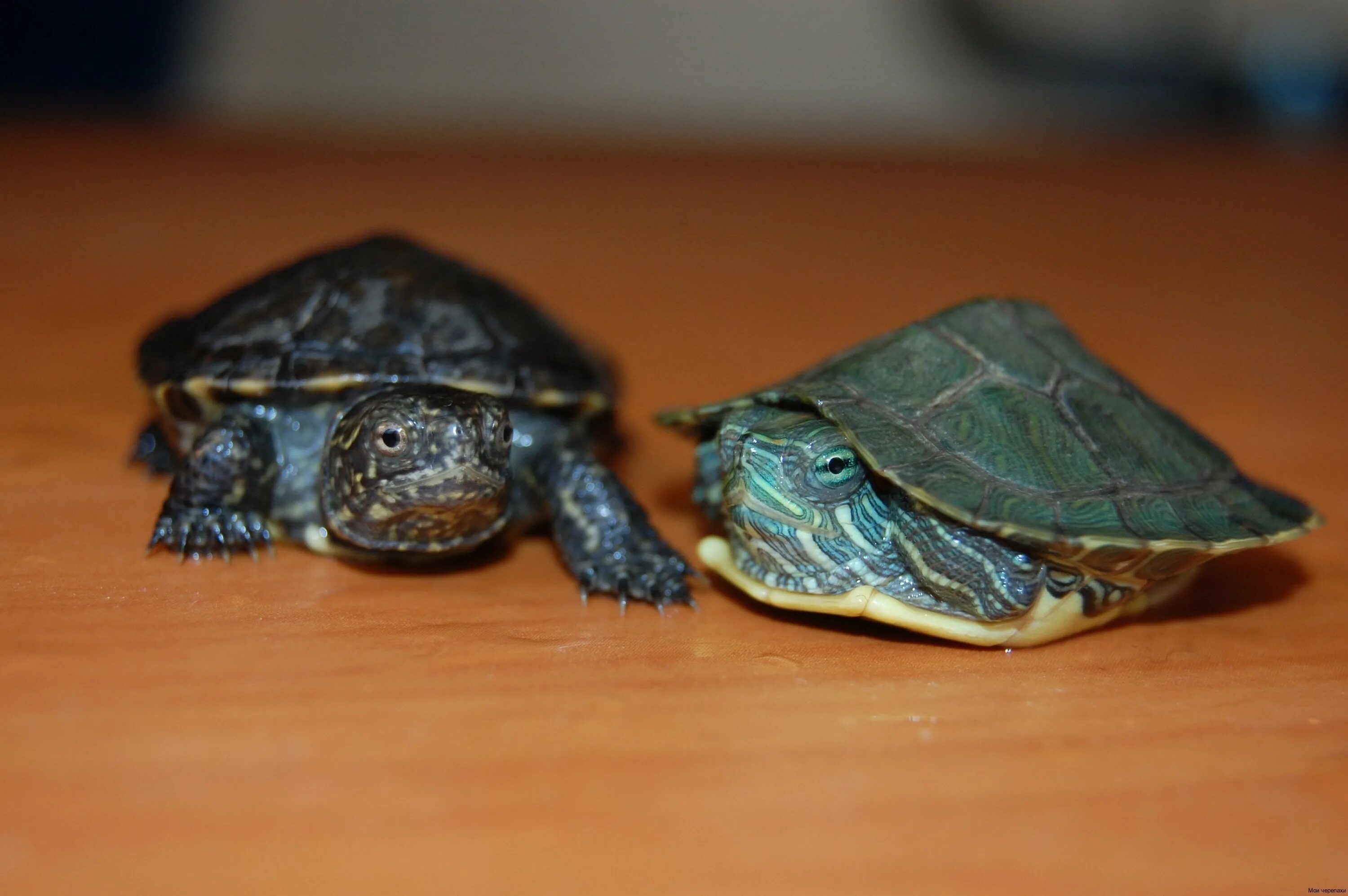 Плоскотелая черепаха. Маленькие черепахи. Декоративные Черепашки. Декоративная черепаха маленькая.