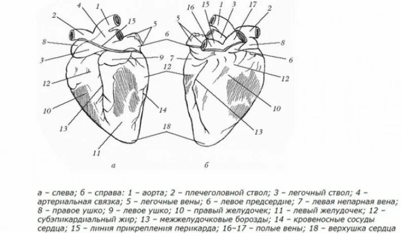 Анатомическое строение сердца свиньи. Сердце свиньи строение анатомия. Строение сердца животных. Предсердие у животных