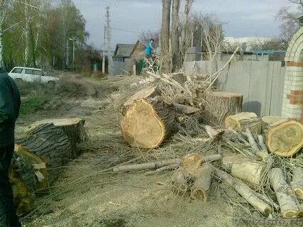 Вывоз деревьев с участка московская область