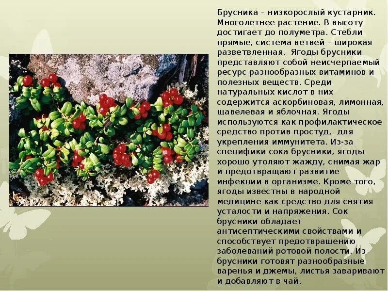 Дикорастущие растения брусника. Рассказ в вару брусника. Сообщение о бруснике. Амерланд брусника. Рассказ в вару брусника.