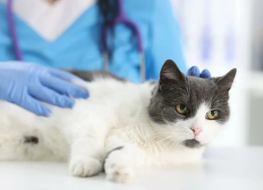 Veterinary survey - Stock Photo , #affiliate, #survey, #Veterinary, #Photo, #Sto