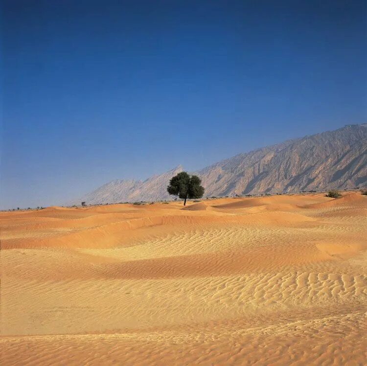 Наибольшая пустыня в мире. Пустыни Аравийского полуострова. Аравийский полуостров Саудовская Аравия. Пустыня на Аравийском полуострове климат. Аравийский полуостров климат.