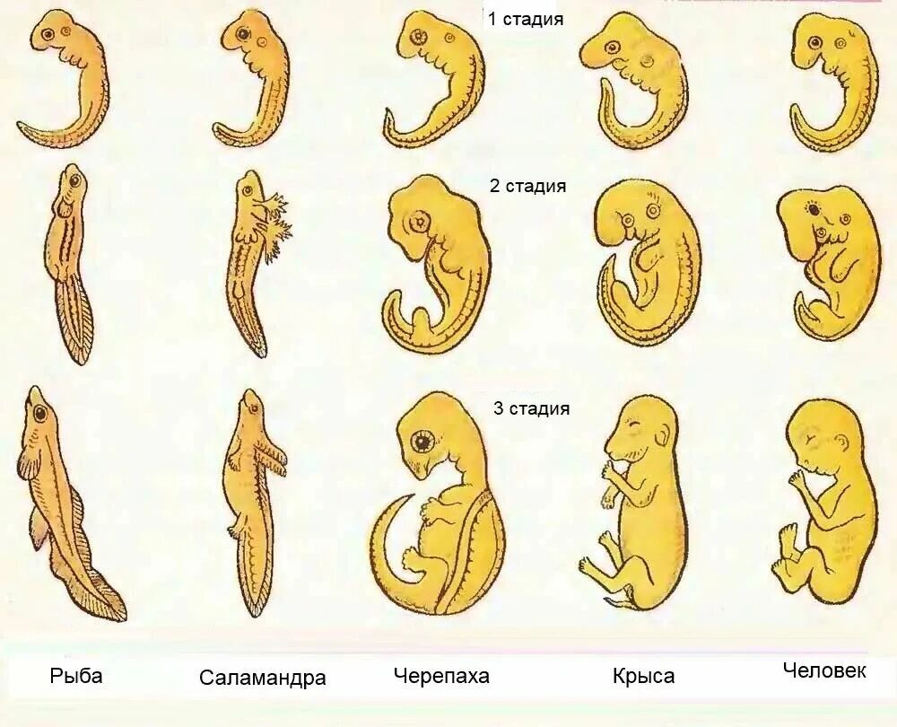 Наличие у зародыша человека. Эмбриологическое сходство ранних стадий развития зародышей. Эмбриологические доказательства сходства зародышей. Сходство начальных стадий эмбрионального развития. Стадии зародышевого развития позвоночного животного.