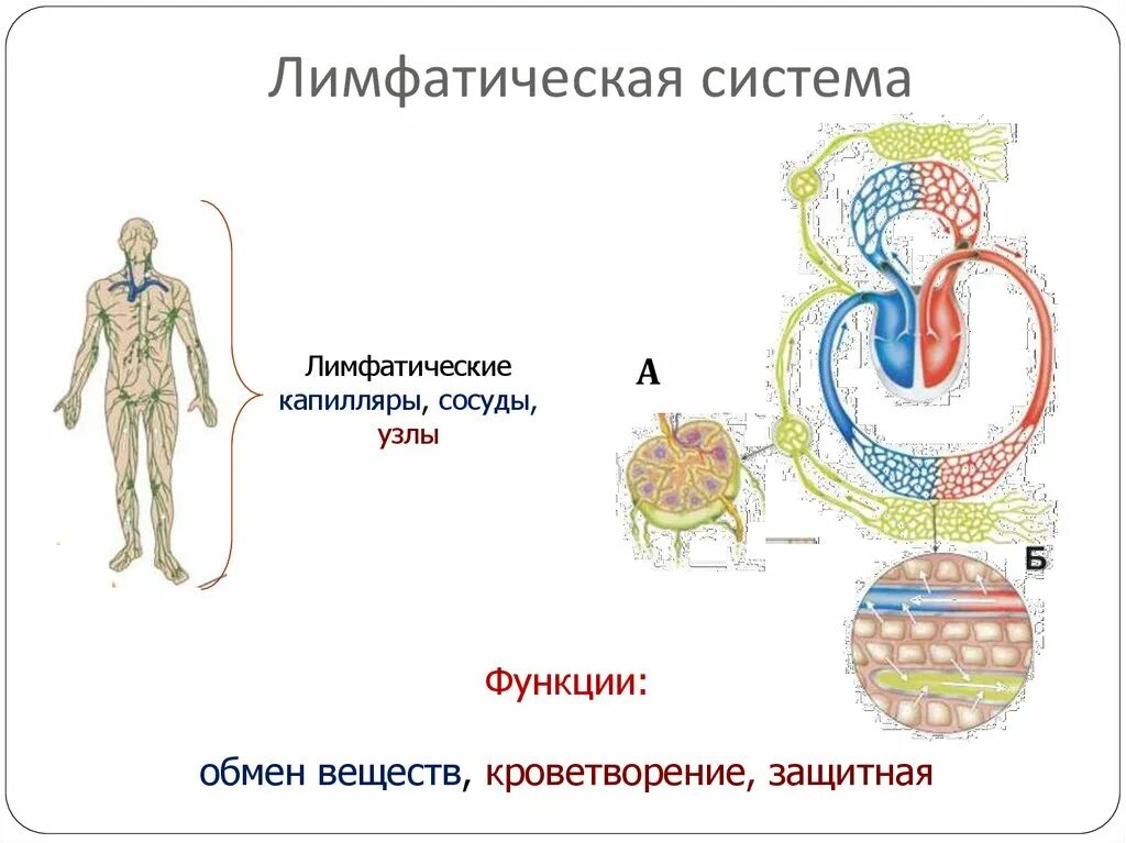 Лимфатические сосуды таблица. Лимф система строение и функции. Лимфатическая система человека строение и функции схема. Строение и функции лимфатической системы. Схема лимфатической системы биология 8 класс.