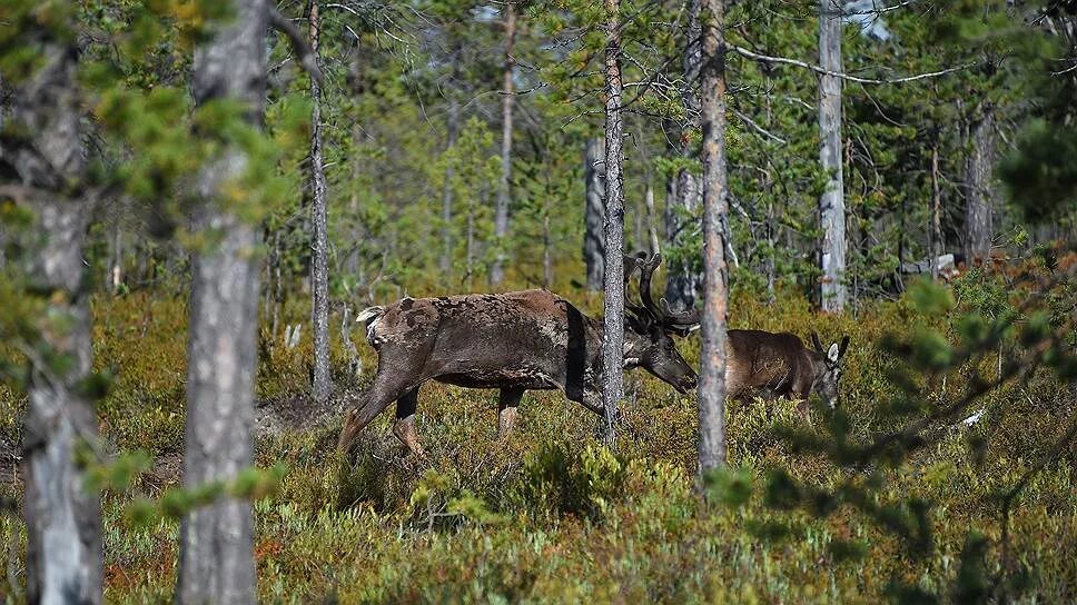 Тайга лес Томск. Дикая Тайга. Природа Томской области. Фауна Кемеровской области. 4 дня в тайге