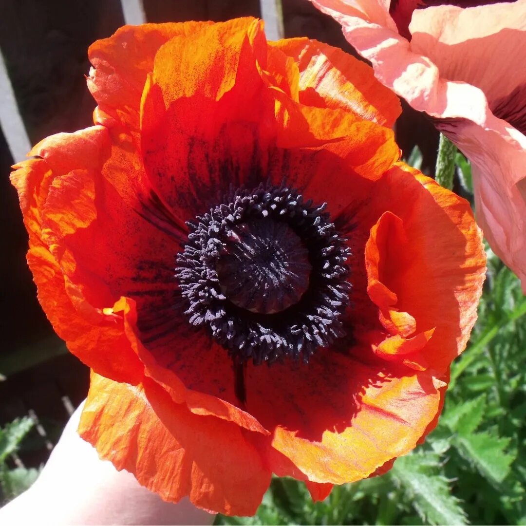 Тип мак. Мак papaver somniferum. мак снотворный papaver. мак papaver caravel. мак растение рода папавер.