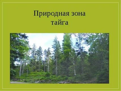 Тема тайги