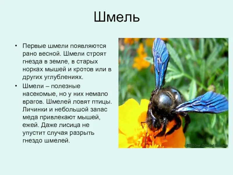 Доклад о Шмеле. Сообщение о шмелях 2 класс. Шмель краткое описание. Интересные факты о шмелях. Информация о шмелях окружающий мир