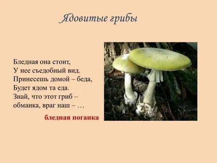 Как пишется поганка