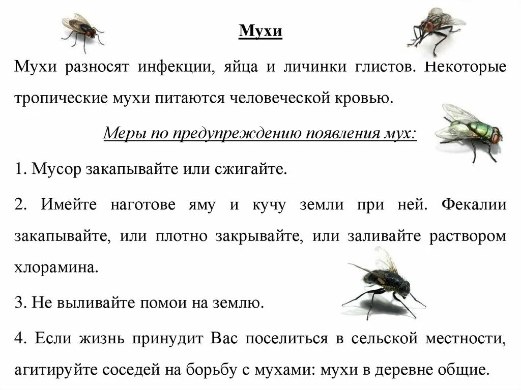 Меры профилактики от мух. Муха Тип питания. Комнатная Муха профилактика. Чем питаются мухи.