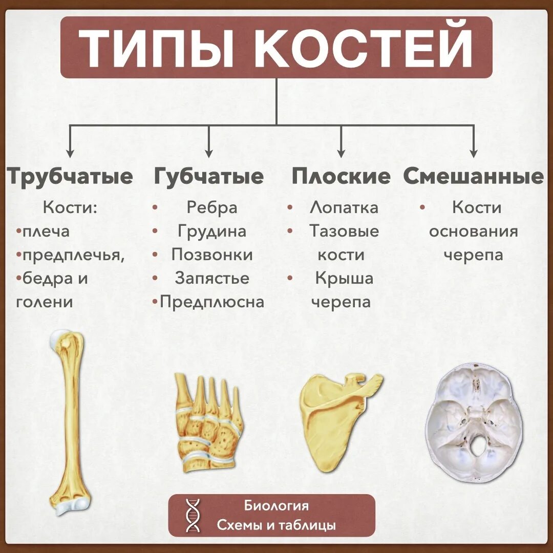 Губчатые кости образуют. Трубчатые и губчатые кости таблица. Трубчатые кости губчатые кости плоские кости. Типы костей губчатые трубчатые. Кости трубчатые губчатые плоские смешанные таблица.