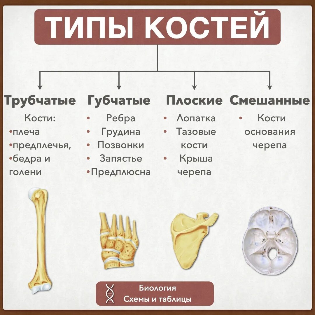 Каких костей относятся кости лопатки. Трубчатые и губчатые кости таблица. Трубчатые кости губчатые кости плоские кости. Типы костей губчатые трубчатые. Кости трубчатые губчатые плоские смешанные таблица.