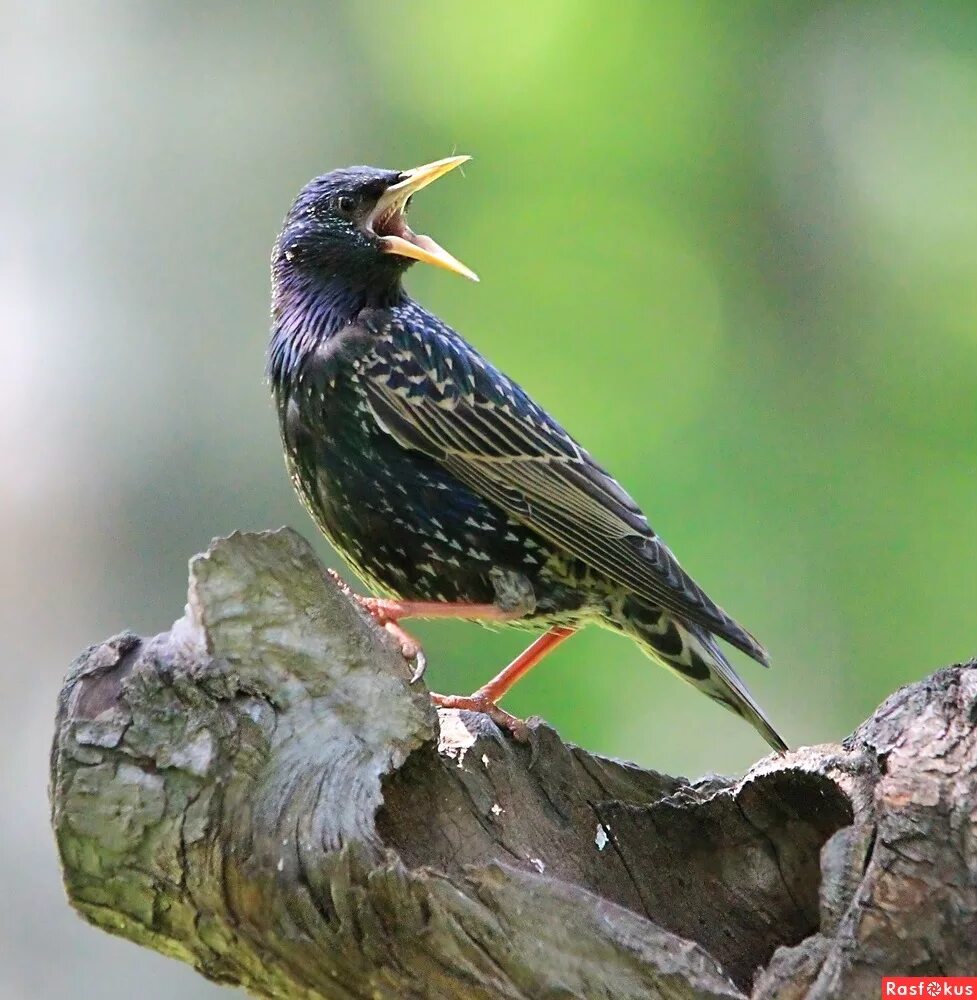 серая птичка скворец. скворцы в ленинградской области. скворец коричневый. сокотранский длиннохвостый скворец. похож на скворца.