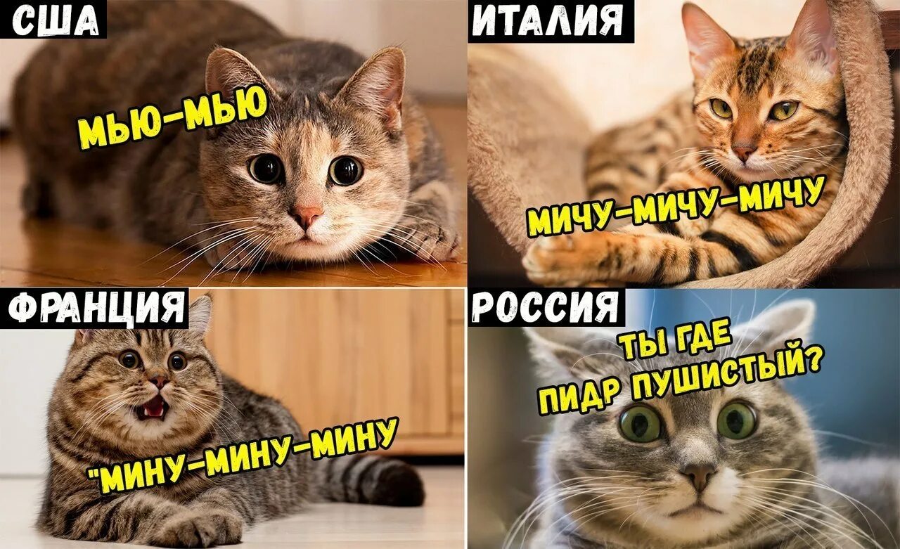 Где написал кот. Мемы с надписями. мемы с котами. мемы с котиками с надписями. смешные мемы с котами и надписями.