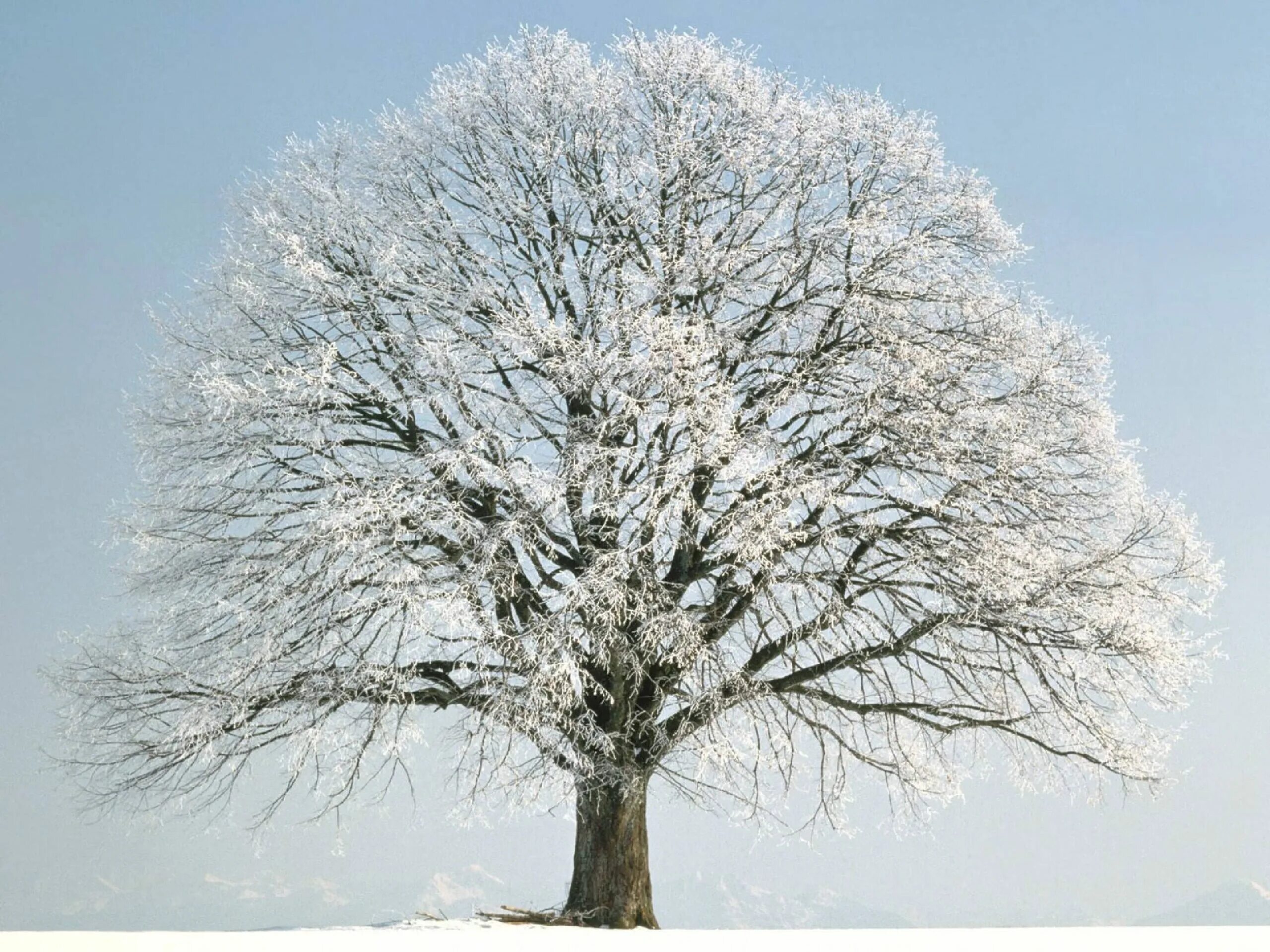 Зачем белые деревья. Клен дерево зимой. Катальпа дерево зимой. Зимний дуб. Снежные деревья.