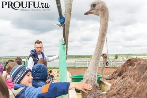 Уфа ферма