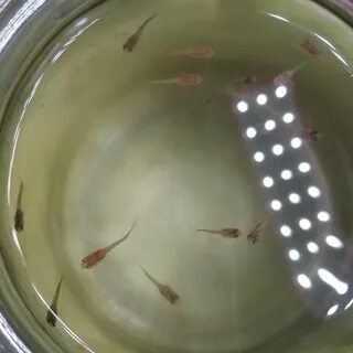 Сколько растут мальки