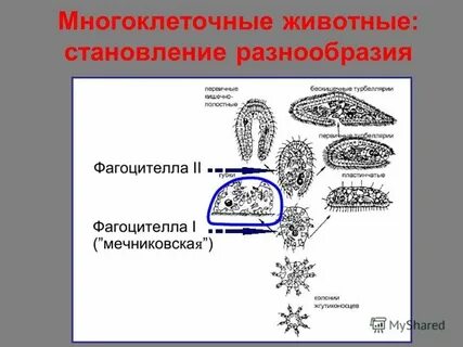 Почему в многоклеточном организме